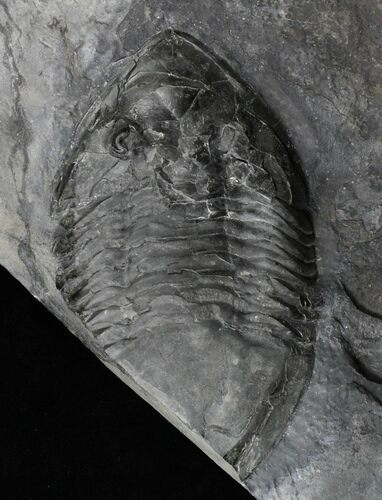 Massive Isotelus Trilobite - New York #19686